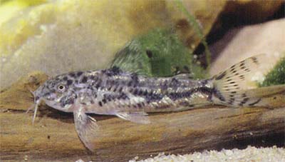 Aspidoras sp. C37.jpg